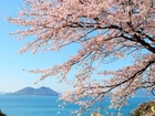 Kwitnące drzewo wiśni - Japonia.
