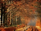 Park, Droga, Drzewa, Mgła, Jesień