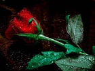 Kwiat, Czerwona, Roza