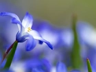 Błękitny, Kwiatek, Makro