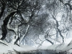 Drzewa, Rzeka, Śnieg, Mgła