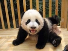 Panda, Kojec, Siano