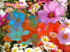 Kolorowe, Kwiaty