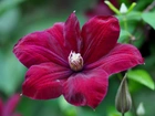 Bordowy, Clematis