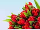 Tulipany, Czerwone, Biedronki