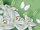 Grafika, Białe, Lilie, Motyle