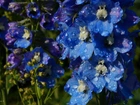 Kwiaty, Niebieskie, Ostróżka, Krople