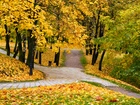 Jesień, park, drzewa, liście, trawa, droga