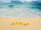 Promienie, Słońca, Morze, Plaża, Kwiatuszki