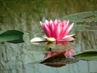 Przyroda, Kwiat, Lilia wodna, Różowa
