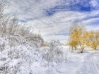 Zima, Droga, Śnieg, Drzewa, Krzewy