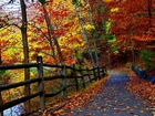 Jesień, Las, Drzewa, Droga, Liście, Ogrodzenie, Staw