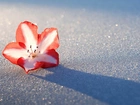 Kwiatek, Azalia, Śnieg