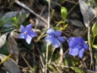 Polana, Niebieskie, Kwiaty