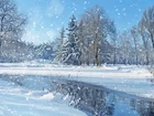 Zima, Park, Drzewa