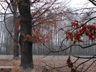 Drzewa, Pole, Jesień, Zima