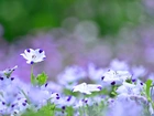 Małe, Biało, Niebieskie, Kwiatki