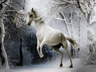 Biały, Koń, Zima, Las