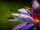 Bordowy Kwiat, Ważka, Pszczoła, Makro, Lilia wodna