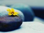 Kamienie, Żółty, Kwiat