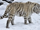 Biały, Tygrys, Zima, Śnieg