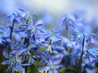 Niebieskie, Kwiaty, Z bliska