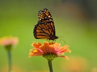 Motyl, Monarch, Kwiat