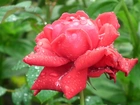 Przyroda, Kwiat, Róża, Czerwona