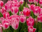 Biało, Różowe, Tulipany, Ogród