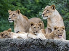Lwy, Rodzina