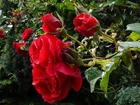 Kwiaty, Czerwone, Róże, Krople