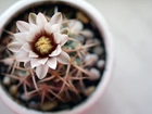 Kaktus, Kwiat