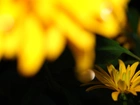 Kwiatek, Żółty