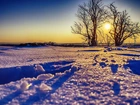 Zima, Drzewa, Wschód Słońca