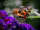 Kolorowy, Motyl, Fioletowe, Kwiaty