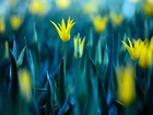 Kwiaty, Tulipany , Żółte