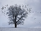 Zima, Ptaki, Drzewo