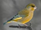 Żółtawy, Ptak
