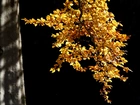 Jesień, Drzewo, Gałąź, Liście