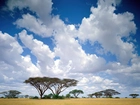 Afryka, Chmury, Drzewa