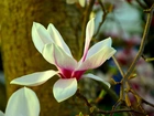 Magnolia, Kwiat, Wiosna