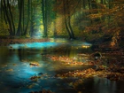 Las, Rzeka, Przebijające Światło, Jesień