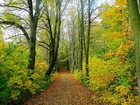 Ścieżka, Las, Jesień, Kolorowe, Liście