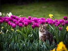 Kot, Kwiaty, Tulipany, Żonkile