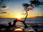 Hawaje, Zachód słońca, Ocean, Drzewo