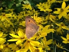 Motyl, Kwiaty, Nachyłek okółkowy