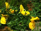 Żółte, Kwiaty, Żarnowiec