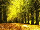 Jesień, Park, Drzewa, Liście, Aleja