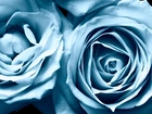 Niebieskie, Róże, Róża, Kwiat