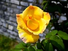 Żółta, Róża, Ogród